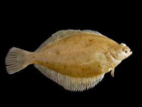 Ryba limanda - czy jest zdrowa?